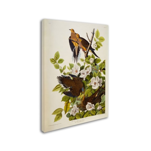 John James Audubon 'Carolina Turtledove' Canvas Art,14x19